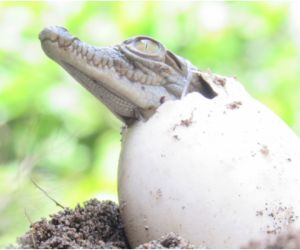 Fueron rescatados en julio del presente año.