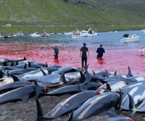 Delfines sacrificados en Islas Feroe.