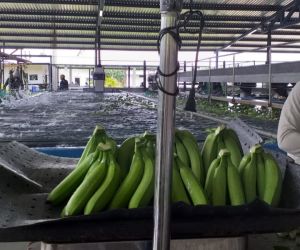 El banano colombiano se consolida en la región de Menasa.