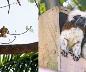 Fauna silvestre colombiana