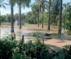 Así están algunas plantaciones. 