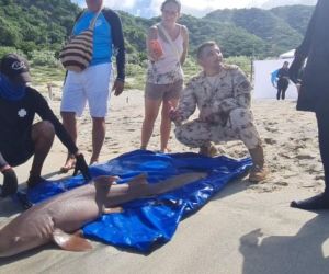 Liberación de las especies en Playa Lipe