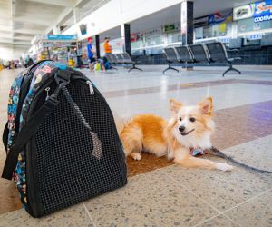 Pasos para viajar con la mascota.