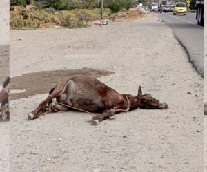 Equino encontrado en Bastidas.