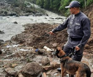 Sasha, canina que encontró el cuerpo de Frankyn Estiven Velásquez.