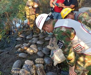La recuperación de las tortugas fue lograda mediante labores de control y registro por parte de soldados.