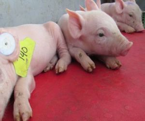 Sobre las enfermedades que afectan la especie porcina.
