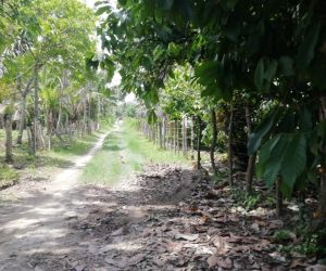 Parte del camino que deben recorrer los estudiantes para llegar a Aracataca. 