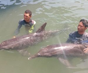 delfines rescatados 