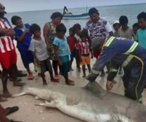 Tiburón cazado en la Alta Guajira.