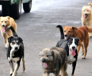 Animales en situación de calle