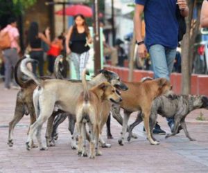 Animales callejeros