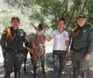 Valentín el caballo