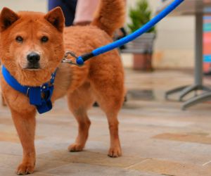 Diez perros y un gato, que fueron rescatados del abandono y maltrato de sus tenedores