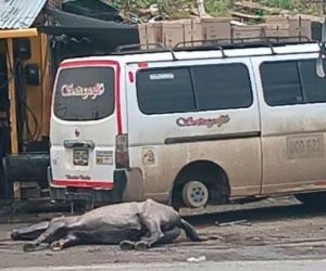 Caballo murió de un infarto por el exceso de trabajo.