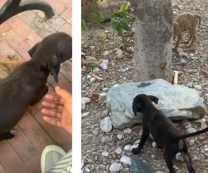 Perritos abandonados en el Parque de los Novios.