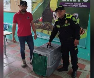 El tigrillo fue entregado a las autoridades en Sitionuevo.