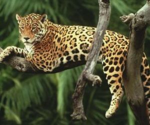 ‘En la piel del jaguar’: la campaña para salvar a esta especie en Colombia