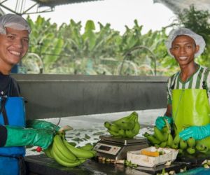 Productores de banano