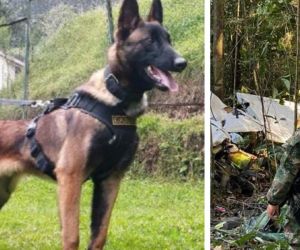 Wilson, el perrito del Ejército Nacional