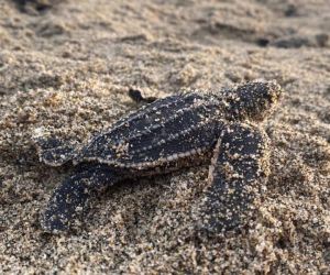 Una de las tortugas que nacieron.