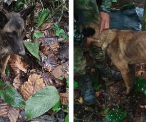 Perrito encontrado en la selva de Caquetá