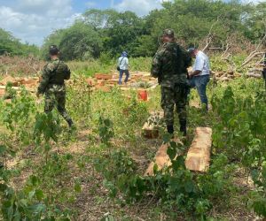 Incautación de madera en El Piñón. 