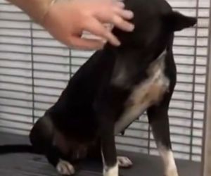 'Negrita' perrita baleada en el barrio Los Fundadores.