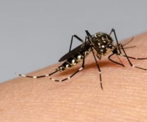 Mosquitos dengue