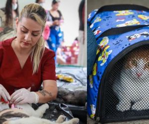 Jornadas de esterilización masiva