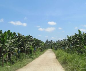 zona bananera.