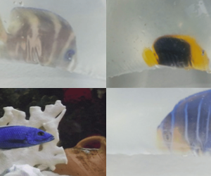Cae red que traficaba corales y peces exóticos desde Taganga hacia EE. UU. y Perú