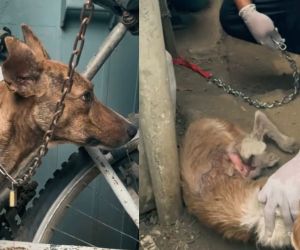 Perros rescatados.
