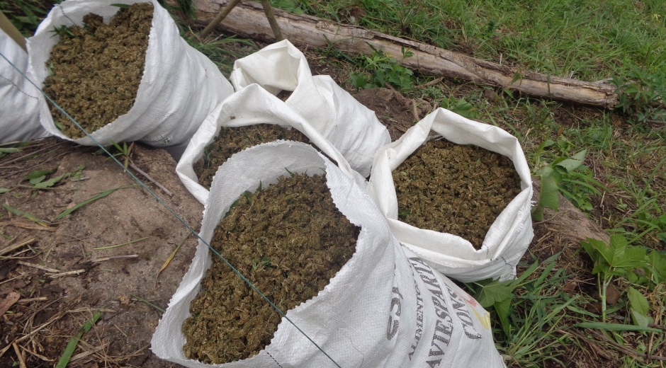 709 kilogramos de marihuana incautada. 
