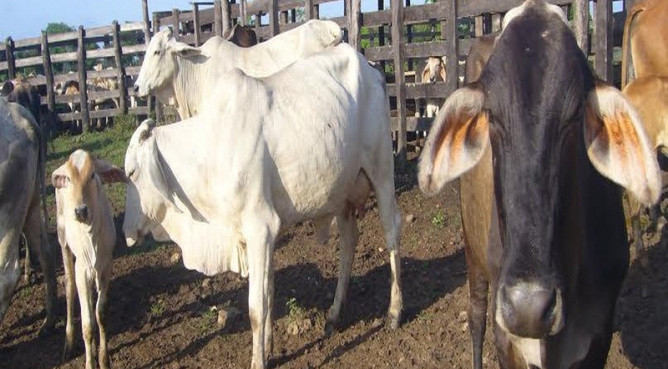 10 municipios del departamento del Magdalena se beneficiaran en tres cadenas  productivas como ganadería, cítricos y mango. 