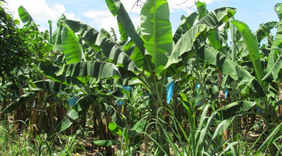 El permiso otorgado a Frutesa es para la ampliación de cultivos de banano.