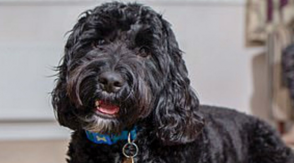 Marley, perro al que le mutilaron la lengua en un corte de pelo