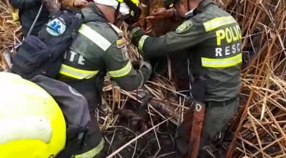 Policía de Santa Marta. Momentos en que sacaban el oso hormiguero.