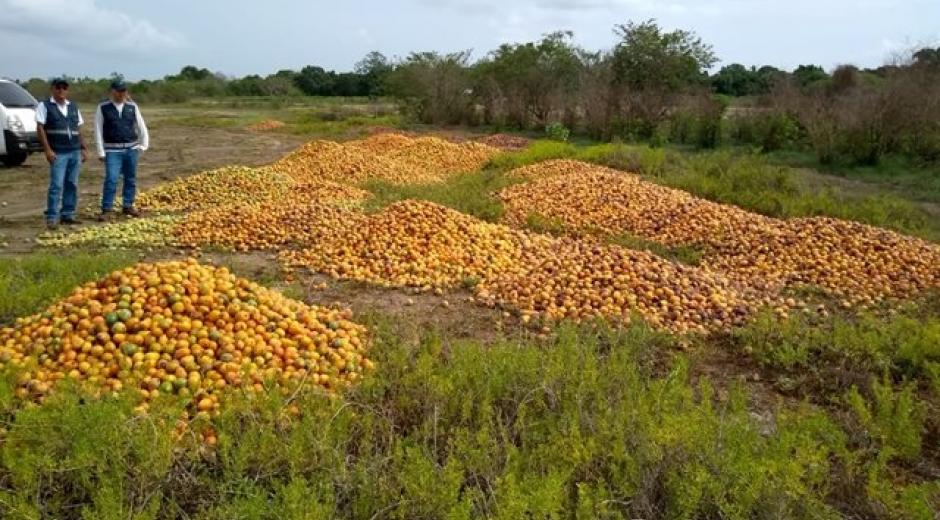 Aspecto de las visitas a las zonas donde, por sobreproducción, se está botando el mango.
