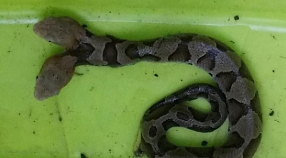  Esta es la serpiente de dos cabezas.