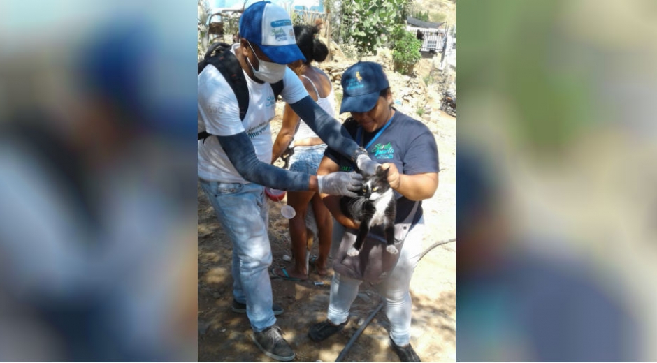 Los animales callejeros también están siendo censados y vacunados, con la ayuda de voluntarios animalistas.