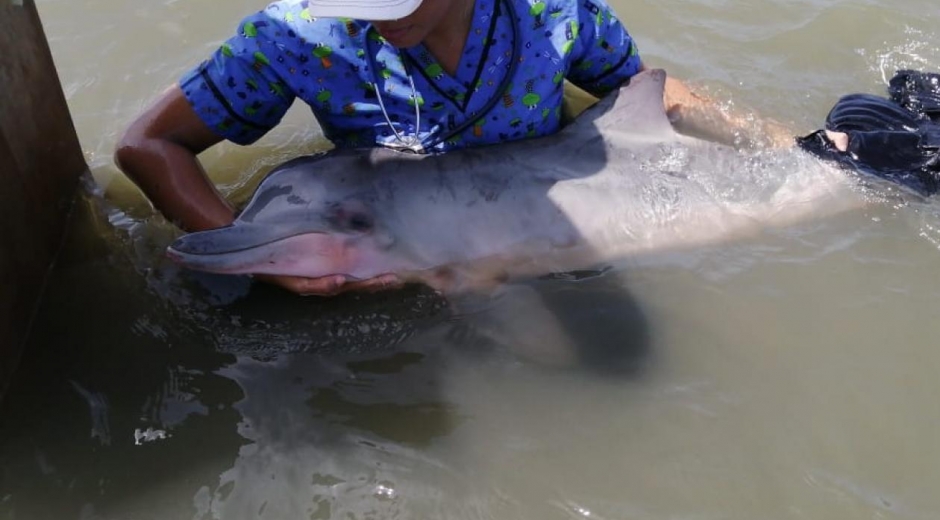 La Policía participó en el operativo de rescate del delfín en Puerto Velero.