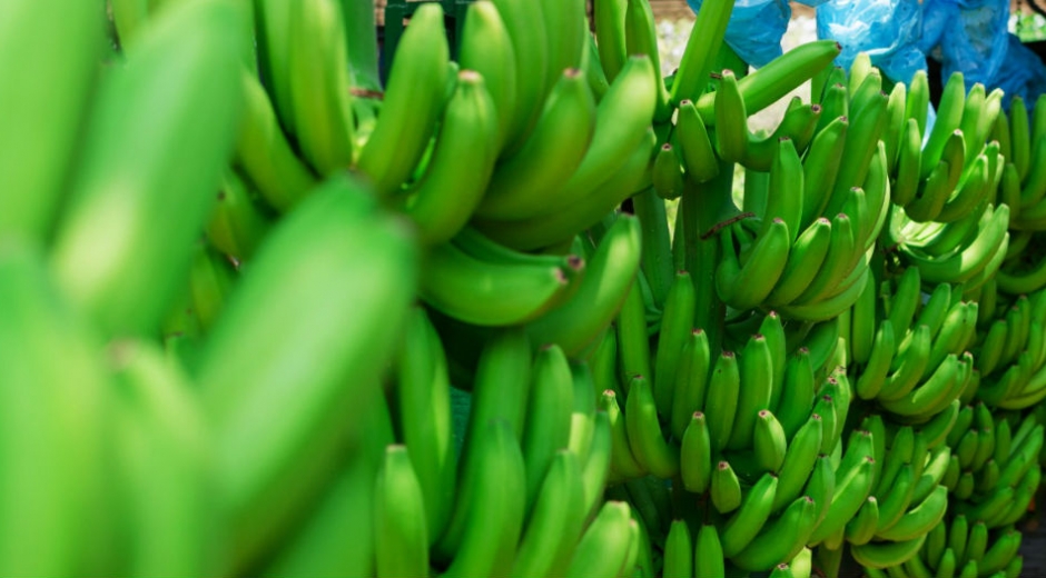 El cultivo de banano será uno de los temas más importantes en Expoagrosavia 2019