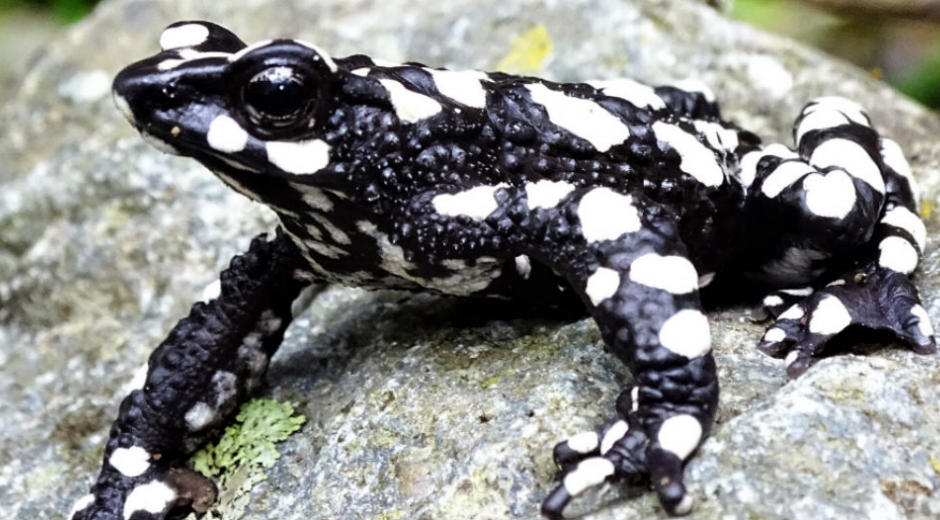 rana arlequin de la noche estrellada