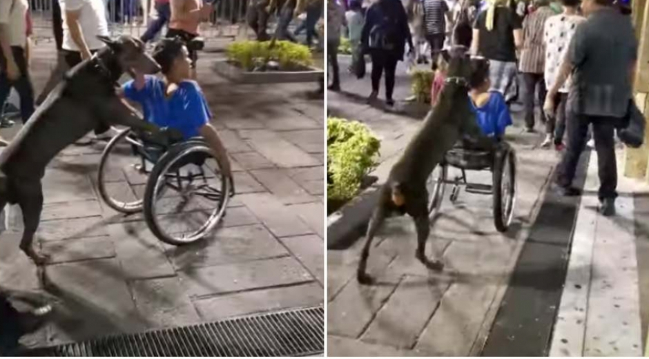 Perro causa emoción por ayudar a su amo en silla de ruedas a transportarse