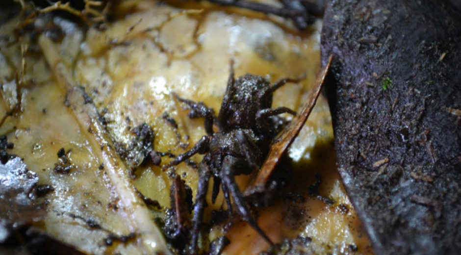 Araña "Stormtropis"