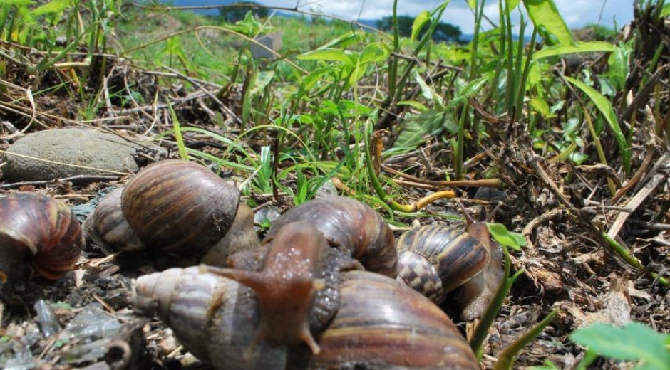 Caracol africano- especie invasora