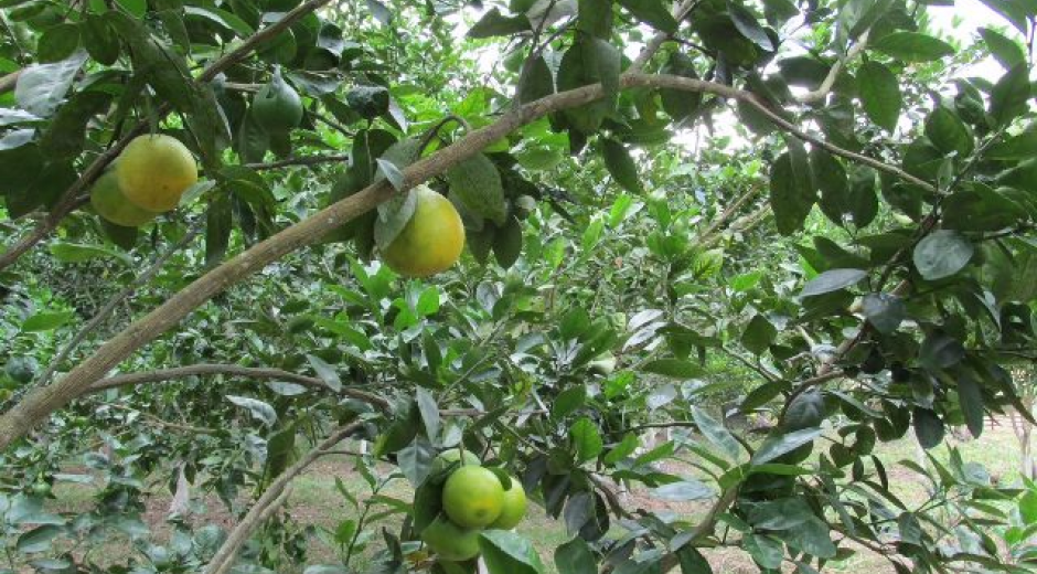 El ICA trabaja de manera conjunta con el sector privado, gremios y productores, para fortalecer la sanidad fitosanitaria del país.