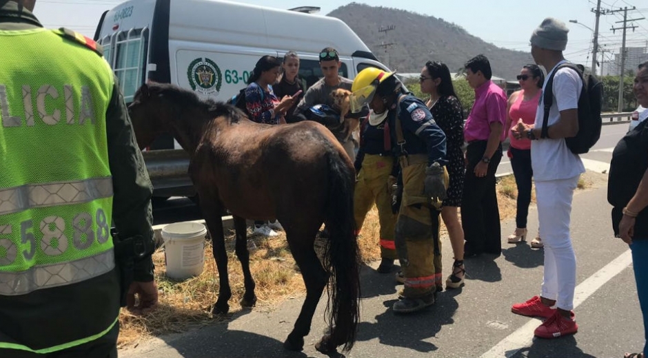 Imagen para ilustrar nota - caballo herido en la Troncal.