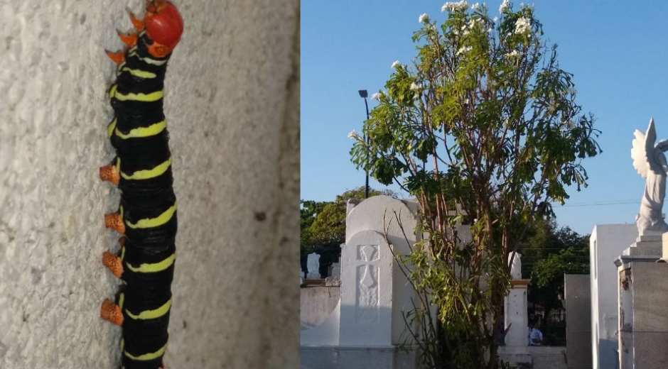 La oruga Esfinge de Tetrio (Pseudosphinx tetrio) ha 'invadido' el cementerio San Miguel.